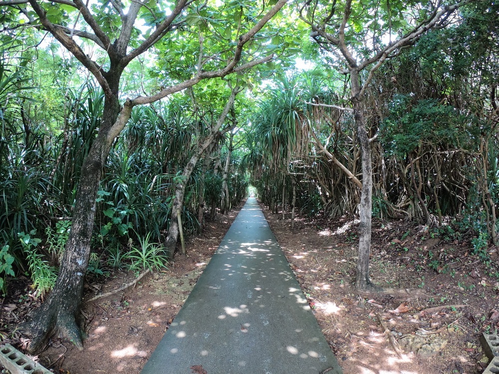 ジャングル写真